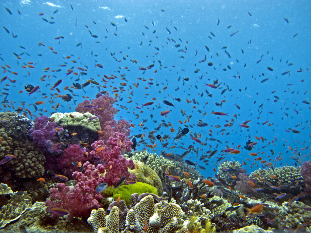 Dive Packages - Nukubati | Great Sea Reef